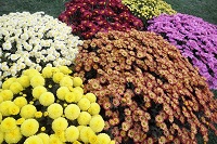 Мультифлора