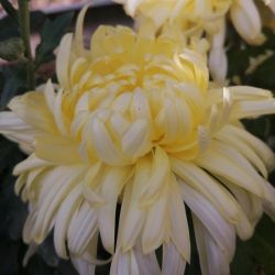 Angelys Jaune Angelys Jaune