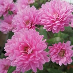 Branglobe Pink