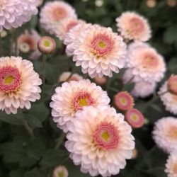 Brangueen pink