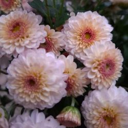 Brannobless Blash Pink