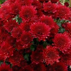 Fiesta Red
