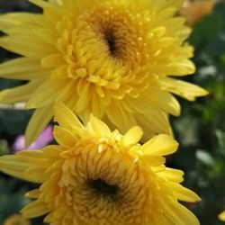 Gompie Yellow