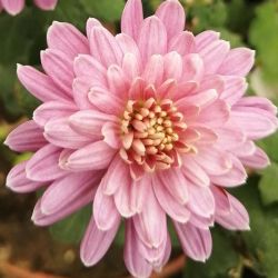 Pula Pink