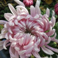 Rosee d'une Nuit rose Rosee d'une Nuit rose