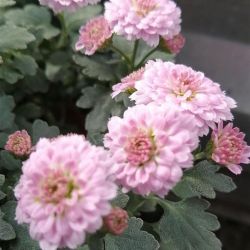 Button pink