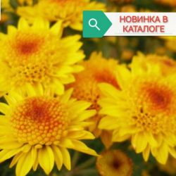 Кира Кира