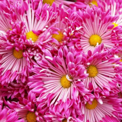 Аглая Аглая