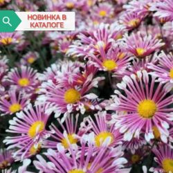 Алиса Алиса