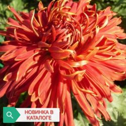 Факел Факел