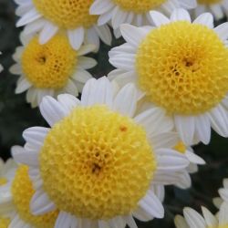 Ванила лайм