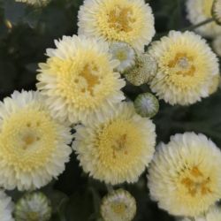 Снегурка