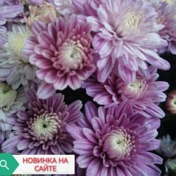Сиреневая