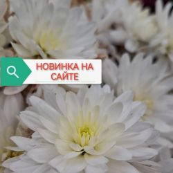 Эльда уайт