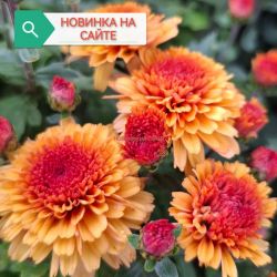Молфета оранж
