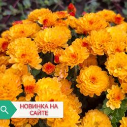 Джи джи голден уеллоу