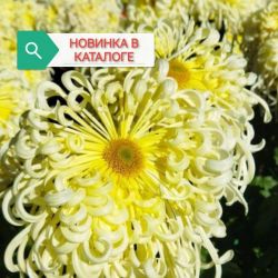 Сон в облаках Сон в облаках