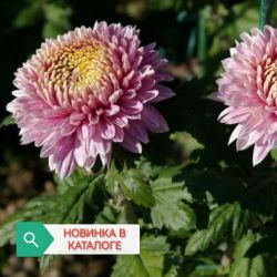 Кассандра Кассандра