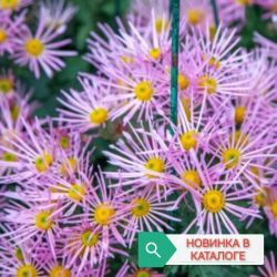 Розовый паучек Розовый паучек