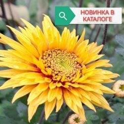 Солнышко Солнышко