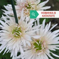 Ласточка Ласточка