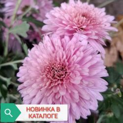 Беглянка Беглянка