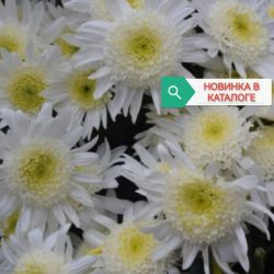 Литтл Америка Литтл Америка