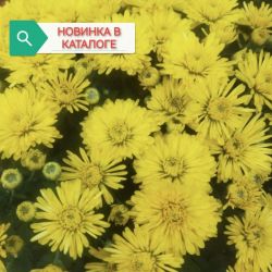 Текоко еллоу