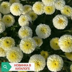 Бранноблес вейт