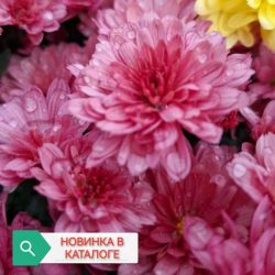 Бранпетит салмон