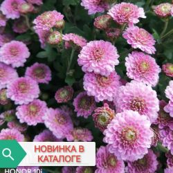 Буттон роза