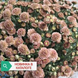 Буттон салмон