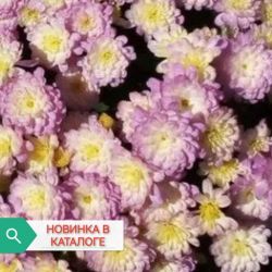 Жаклин пинк фьюжн