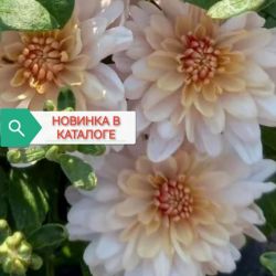 Арес шампань