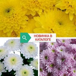Ибис микс