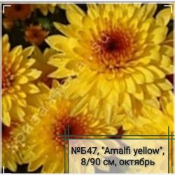 Амалфи yellow
