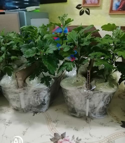Как мы выращиваем хризантемы