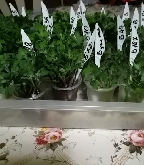 Как мы выращиваем хризантемы