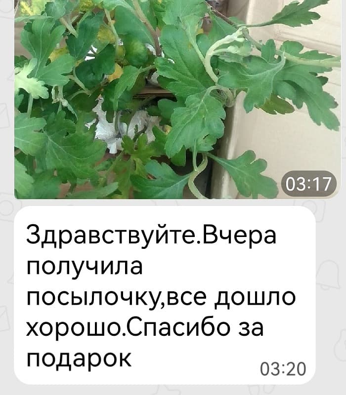 Отзыв клиента